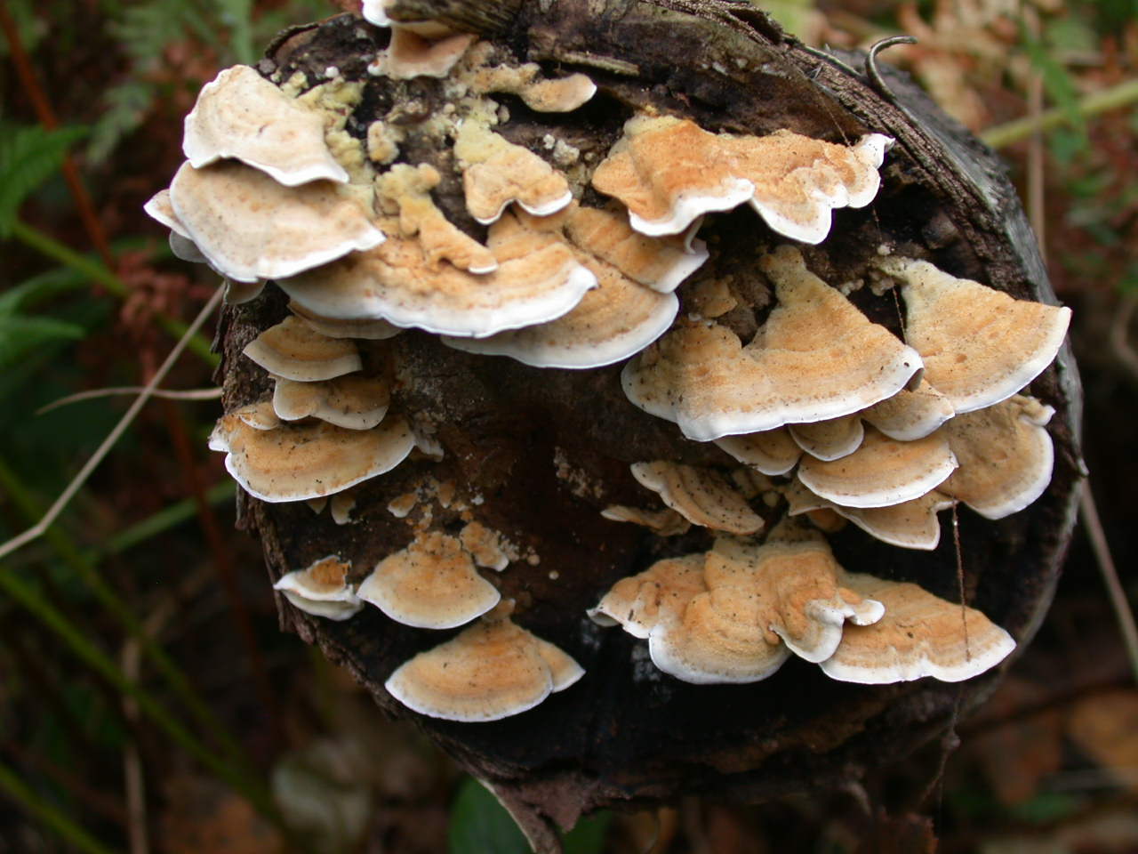 Funghi colorati ...oggi